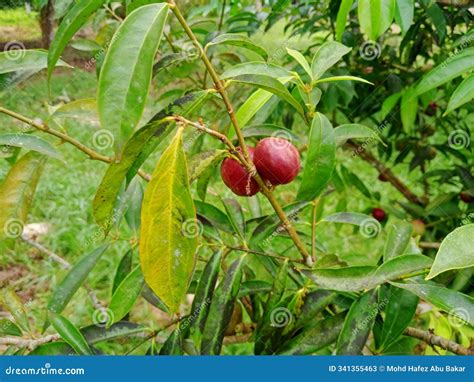 god  crown fruit  tree  green leaves  garden  malaysia stock