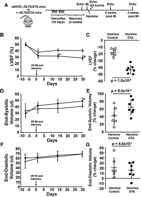 Inhibition of DYRK 1a Enhances Cardiomyocyte Cycling After Myocardial ... 
