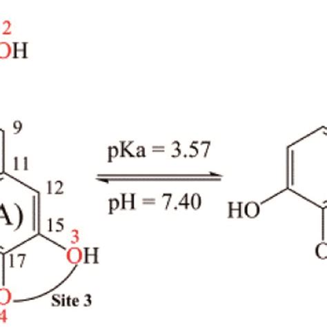 D Structures Of R Rosmarinic Acid Ra And Its Mono Anion Form Under