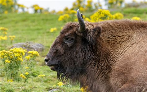 He Got 130 Days In Jail For Drunkenly Harassing A Bison Wnor Fm99