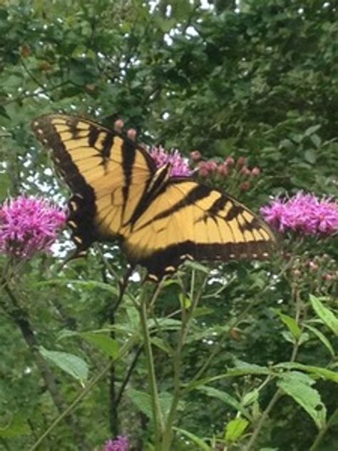 Vernonia gigantea Ironweed - Mail Order Natives