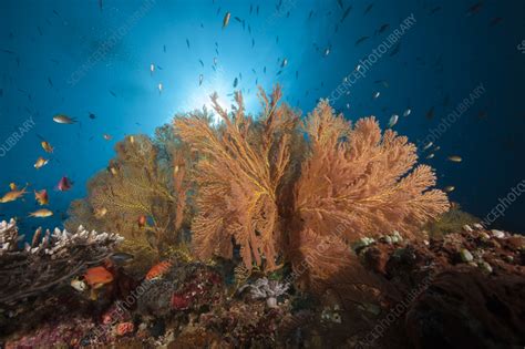 Coloured coral reef - Stock Image - C058/6848 - Science Photo Library