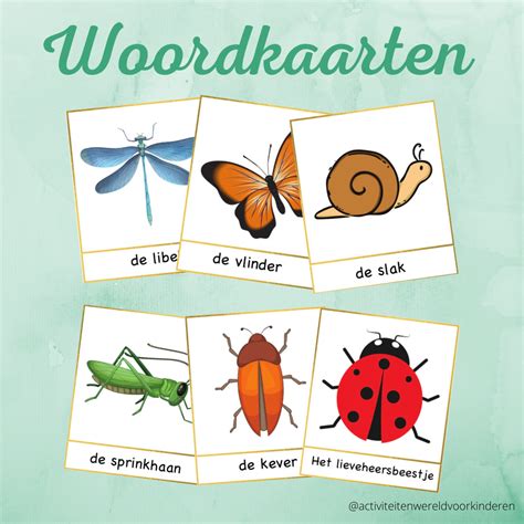 Woordkaarten Insecten En Kriebelbeestjes