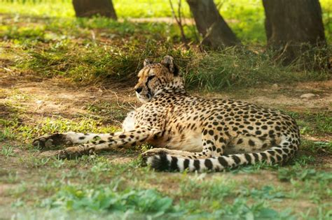 Gepard Resting Stock Image Image Of Hunter Animal 132001647