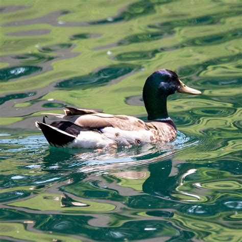 Ente Stockente Blau Speculum Kostenloses Foto Auf Pixabay Pixabay