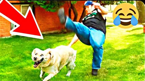 New Funny Animals😂funniest Dogs And Cats The Funniest Moments Of