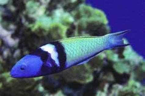 Bluehead Wrasse Information And Picture Sea Animals