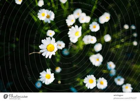 Bl Hende Kamillenbl Ten Im Garten Ein Lizenzfreies Stock Foto Von