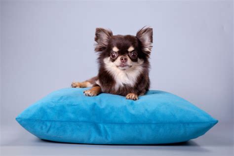 What are Some Chihuahua Grooming Needs? - I Love Chihuahua