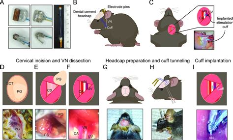 Development And Characterization Of A Chronic Implant Mouse Model For