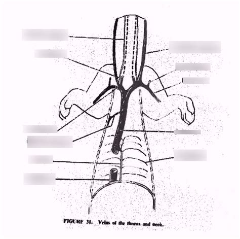 Veins Diagram Quizlet