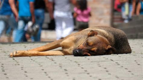 Mata Al Perro De Su Pareja Para Vengarse Tras Una Pelea Doméstica Onda Cero Radio