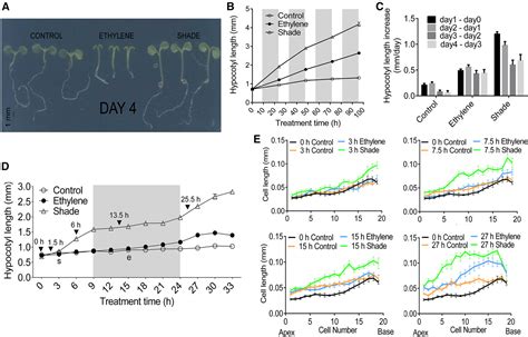 Figure From Ethylene And Shade Induced Hypocotyl Elongation Share