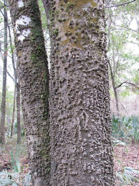 Celtis laevigata (Hackberry, Southern Hackberry, Sugarberry, Sugar ...