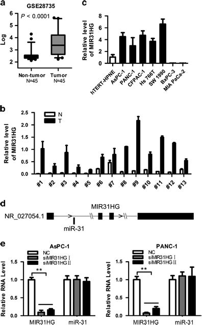 Mir31hg Expression Is Highly Upregulated In Pdac Tissues And Cell