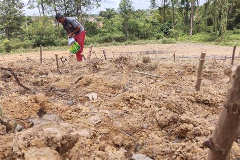 Harga Karet Tak Kunjung Naik Petani Di PALI Mulai Tanam Ubi Kayu