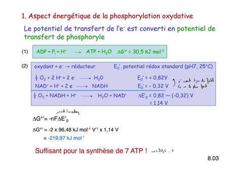 Solution Biochimie Phosphorylation Oxydative Et Cycle De Respiration