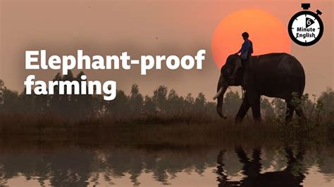 Bbc Learning English Minute English Elephant Proof Farming