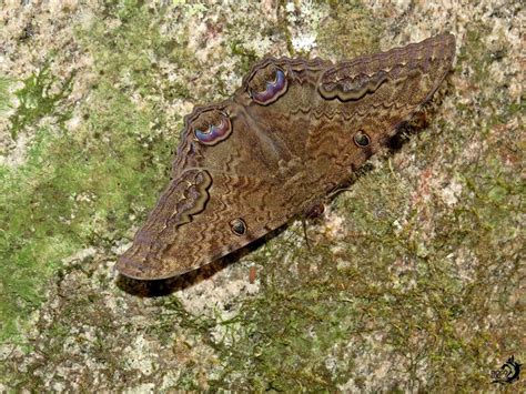 Mariposa Bruxa É Venenosa - Verdades e lendas da mariposa-bruxa - Fauna News