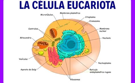 Celula Eucariota Que Es Caracteristicas Partes Y Mas Otosection