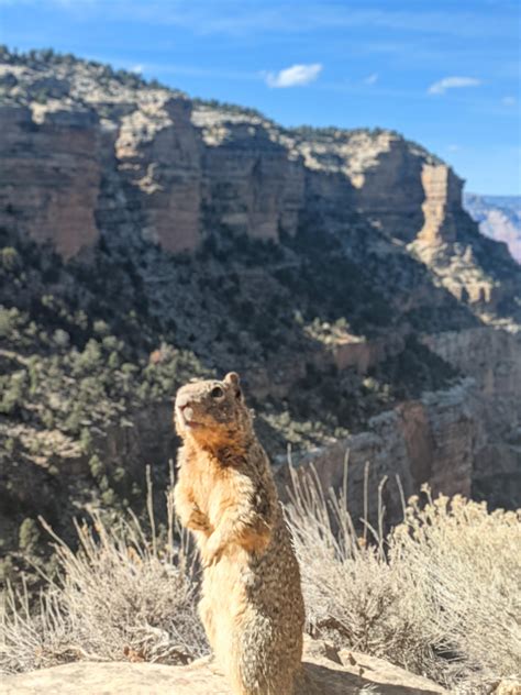 Squirrel I met at the Grand Canyon : r/squirrels