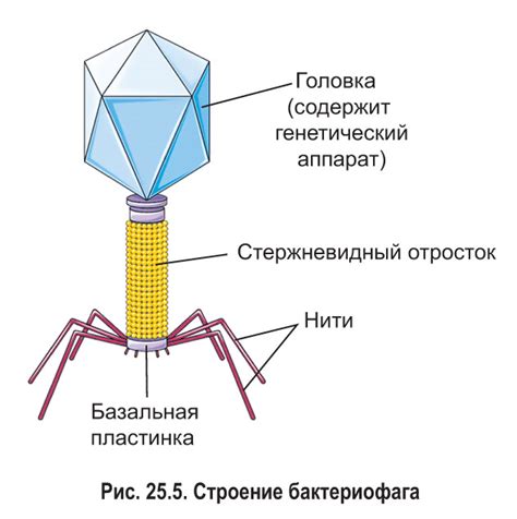 § 25. Строение, многообразие и классификация вирусов: Строение вирусов