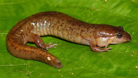 Fun Lungless Salamander Facts For Kids | Kidadl