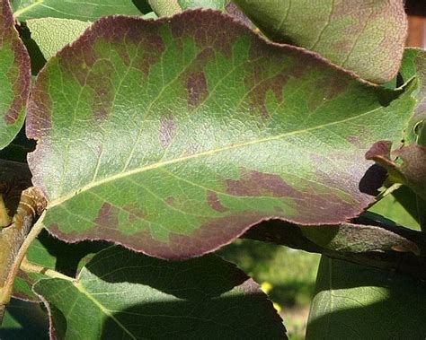 Почему чернеют листья у груши и чем это лечить - Zelensad