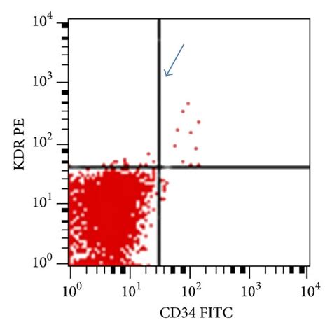 Flow Cytometry Analysis Of Cd34 Kdr Cells Representative Flow