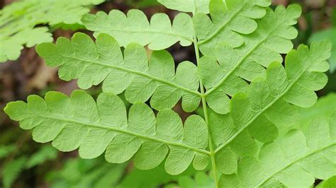 Interrupted Fern (Osmunda claytoniana) Bare Armpits | Western Carolina Botanical Club