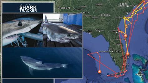 Three Great White Sharks Being Tracked Off The Coast Of Florida Wsvn