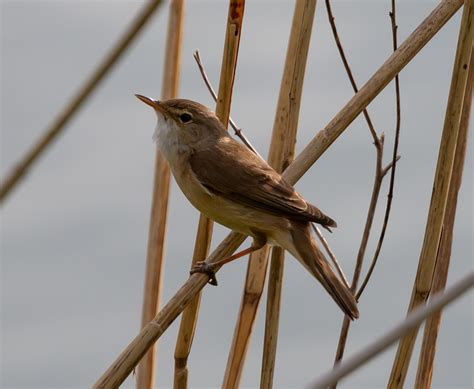 Reed Warbler Old World - Free photo on Pixabay - Pixabay