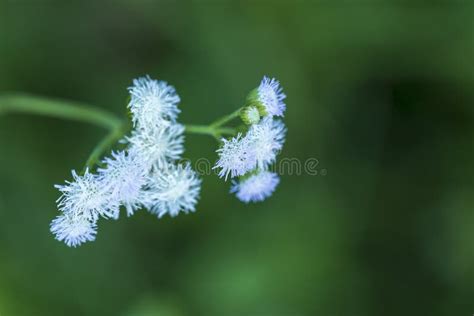 Purple Vernonia Cinerea Flower Blossom Stock Photo - Image of color ...