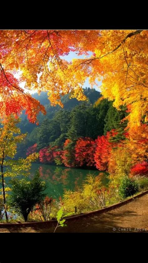 beauty  autumnso colorful  gorgeous autumn scenery fall