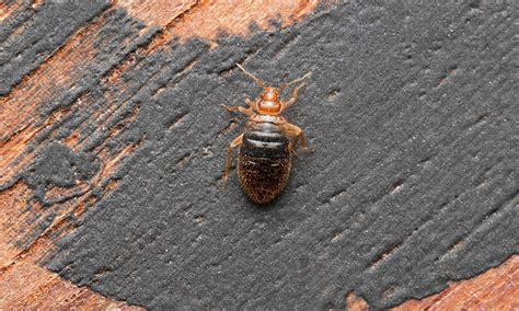 bed bug hearts pest management