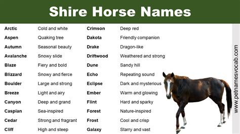 Best Shire Horse Names - Pet Names Vocab