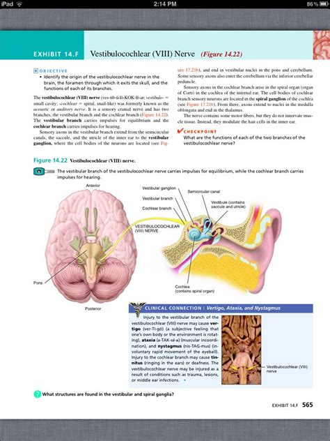 Principles Of Anatomy And Physiology Chapter 14 The Brain And Cranial