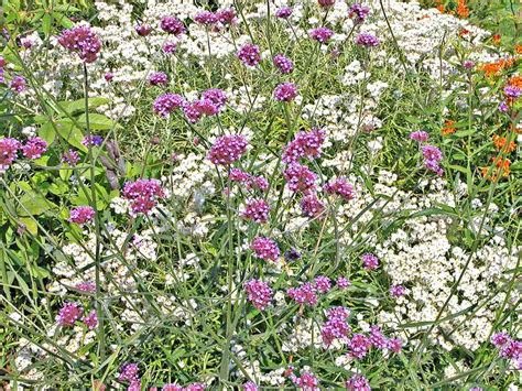 How To Grow Tall Verbena Verbena Bonariensis