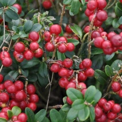 Брусника 'Линеа' - купить саженцы в Тюмени в садовом центре "Астра" с ...