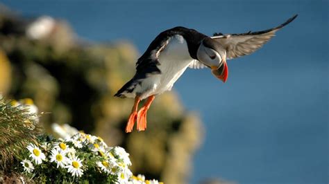 Puffin Tour Grundarfjörður | Adventures.com