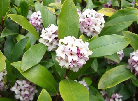 Daphne odora seed | BELL Garden Company,Wholesale Plant seeds,Alive roots,Medicinal herbs ...