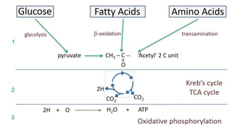 Anaerobic Metabolism Flashcards | Quizlet