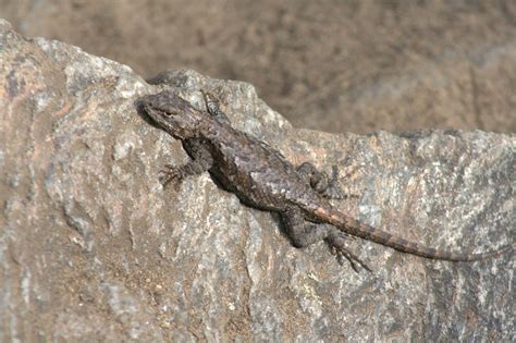 Maryland Biodiversity Project Eastern Fence Lizard Sceloporus Undulatus