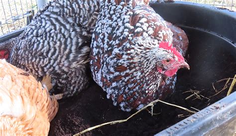 Chickens Dust Bath Dos and Don’ts - Hobby Farms