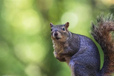 Animal Mamífero Ardilla Foto gratis en Pixabay Pixabay