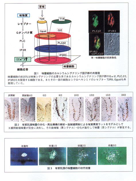 生物系特定産業技術研究支援センター新技術・新分野創出のための基礎研究推進事業 農研機構