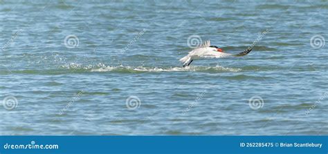 Caspian Tern Skimming Across Surface of Water Stock Image - Image of ...