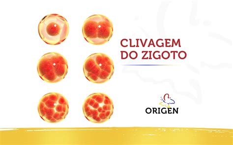 Clivagem Do Zigoto Cl Nica Origen Fertiliza O In Vitro