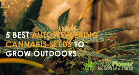 Best Autoflowers for Outdoors | Autoflower MJ Seeds