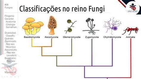 2em 08 Fungos 2016